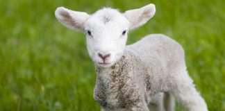 Psalm 23 – deel 1 van 12