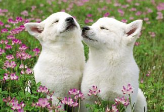 Oefenen om aardig te zijn!