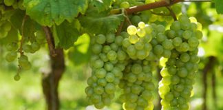 De ware wijnstok – deel 4 van 7