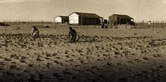 De woestijn zal bloeien